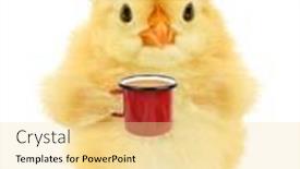  Presentation with funny animal - Presentation design consisting of cute-chick-with-red-blue background and a blonde colored foreground