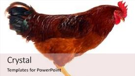  Presentation with chicken - Amazing slides having cute chicken isolated on white backdrop and a coral colored foreground