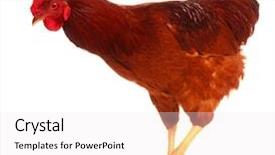  Presentation with chicken poultry farm white layer - Slides with cute chicken isolated on white background and a white colored foreground