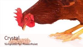  Presentation with animal chicken - Cool new slides with cute chicken isolated on white backdrop and a sky blue colored foreground