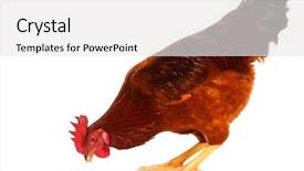  Presentation with chicken - Theme enhanced with cute chicken isolated on white background and a white colored foreground
