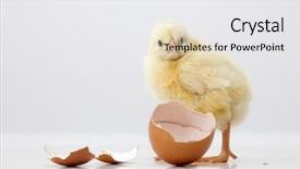  Presentation with packaging - PPT theme with cute chicken with eggs background and a white colored foreground