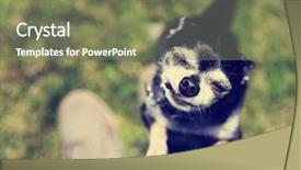  Presentation with filter - Slide set with cute chihuahua begging to be picked up toned with a retro vintage instagram filter app or action effect background and a violet colored foreground