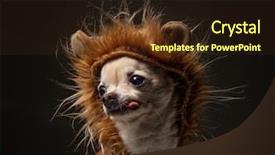  Presentation with lion - Audience pleasing presentation design consisting of chihuahua dressed in a lion backdrop and a wine colored foreground