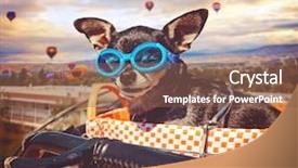  Presentation with hot air balloons - Beautiful slide deck featuring cute chihuahua in a bike backdrop and a violet colored foreground