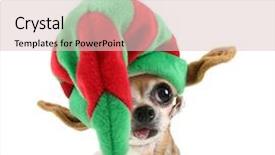  Presentation with cute christmas pug puppy dog - Audience pleasing PPT theme consisting of cute chihuahua in a christmas backdrop and a lemonade colored foreground