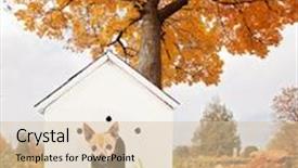  Presentation with weather - Amazing presentation design having cute chihuahua in a doghouse out in a yard during fall or autumn weather backdrop and a soft green colored foreground