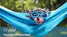  Presentation with summer sun - Theme with cute-chihuahua-in-a-hammock background and a  colored foreground