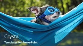  Presentation with summer sun - Presentation theme having cute-chihuahua-in-a-hammock background and a  colored foreground