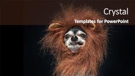  Presentation with costume - Slide set having cute-chihuahua-in-a-lion background and a tawny brown colored foreground