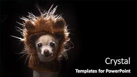  Presentation with lion - PPT theme having cute-chihuahua-in-a-lion background and a black colored foreground