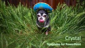  Presentation with tall - Presentation having cute-chihuahua-in-tall-grass background and a tawny brown colored foreground