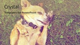  Presentation with done - Amazing presentation theme having cute chihuahua laying in the grass outside done with a retro vintage instagram filter backdrop and a yellow colored foreground