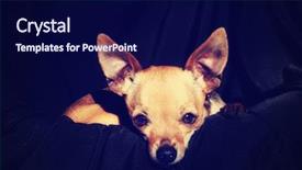  Presentation with done - Beautiful presentation design featuring cute chihuahua on a black backdrop and a navy blue colored foreground