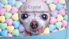  Presentation with candy - Presentation consisting of cute-chihuahua-poking-his-head background and a lemonade colored foreground
