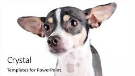  Presentation with white rat - Amazing presentation theme having spot diffrence - cute chihuahua rat terrier mix backdrop and a white colored foreground