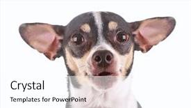  Presentation with rat - Presentation enhanced with cute chihuahua rat terrier mix background and a white colored foreground
