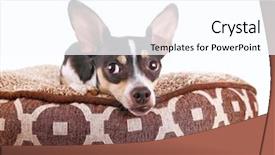  Presentation with white rat - PPT theme consisting of cute chihuahua rat terrier mix background and a white colored foreground