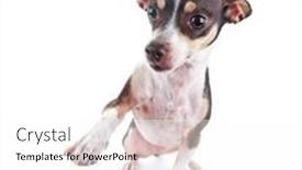  Presentation with rat - Presentation theme having cute-chihuahua-rat-terrier-mix background and a  colored foreground
