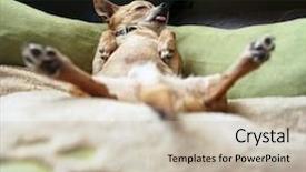  Presentation with cute - PPT theme with cute chihuahua taking a nap background and a soft green colored foreground