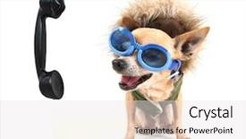  Presentation with cute - Beautiful presentation theme featuring cute chihuahua talking backdrop and a white colored foreground