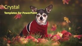  Presentation with fall leaves - Audience pleasing theme consisting of cute-chihuahua-wearing-a-sweater backdrop and a tawny brown colored foreground