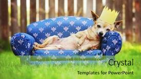  Presentation with dental steel crown - Audience pleasing PPT theme consisting of mans best friend - cute chihuahua with a crown backdrop and a yellow colored foreground
