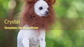  Presentation with lion - Slide set with cute-chihuahua-with-a-lion background and a  colored foreground