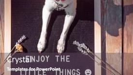  Presentation with cute - Amazing PPT layouts having cute-chihuahua-with-a-sign backdrop and a dark gray colored foreground