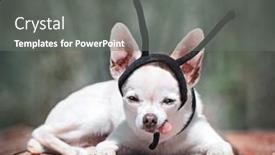  Presentation with antenna - Presentation theme enhanced with cute-chihuahua-with-an-insect background and a gray colored foreground