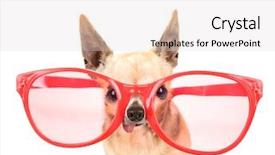  Presentation with pink white - PPT theme with cute chihuahua with giant pink background and a light gray colored foreground