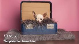  Presentation with suitcase - Theme with cute-chihuahua-with-his-tongue background and a  colored foreground