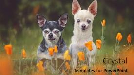  Presentation with poppies - PPT layouts featuring cute-chihuahuas-in-a-field background and a gold colored foreground