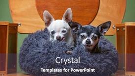  Presentation with bed - PPT layouts with cute-chihuahuas-in-a-handmade background and a tawny brown colored foreground