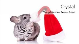  Presentation with sexy santa woman red - PPT theme having cute chinchilla smelling a red background and a  colored foreground