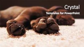  Presentation with lab - Audience pleasing presentation consisting of cute chocolate lab puppy sleeping backdrop and a wine colored foreground