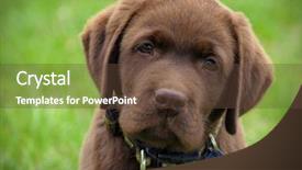  Presentation with lab - Theme consisting of good-looking student listening to music on headphones walking through autumn park of tall trees background and a gray colored foreground.
