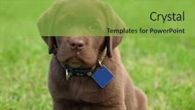  Presentation with cute christmas pug puppy dog - Presentation consisting of cute chocolate labrador retriver puppy background and a  colored foreground