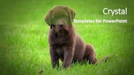 Presentation with puppy - Audience pleasing PPT theme consisting of cute chocolate labrador retriver puppy backdrop and a tawny brown colored foreground