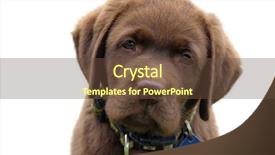  Presentation with puppy - Audience pleasing presentation consisting of cute chocolate labrador retriver puppy backdrop and a tawny brown colored foreground