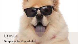  Presentation with cute - PPT layouts featuring cute chow chow wearing bowtie and sunglasses panting and resting on white background background and a coral colored foreground