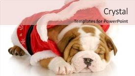  Presentation with english bulldog - Amazing slides having cute christmas puppy - english bulldog backdrop and a lemonade colored foreground