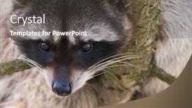  Presentation with cute - Amazing presentation theme having cute-close-up-view backdrop and a dark gray colored foreground