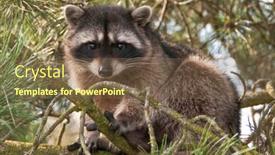  Presentation with cute - PPT theme consisting of cute-close-up-view background and a tawny brown colored foreground