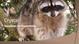  Presentation with fried egg close up view - Beautiful presentation featuring canada animals - cute close-up view backdrop and a violet colored foreground