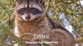  Presentation with cute - Cool new PPT theme with cute-close-up-view backdrop and a violet colored foreground