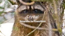  Presentation with cute - Slides enhanced with cute-close-up-view background and a violet colored foreground