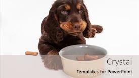  Presentation with puppy - Amazing PPT theme having cute-cocker-spaniel-puppy-dog backdrop and a mint green colored foreground