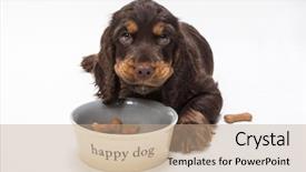  Presentation with puppy - Cool new PPT layouts with cute cocker spaniel puppy dog backdrop and a coral colored foreground