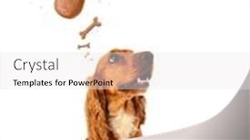  Presentation with puppy english cocker spaniel - Colorful presentation enhanced with cute cocker spaniel sitting and dreaming about a bone over her head backdrop and a white colored foreground